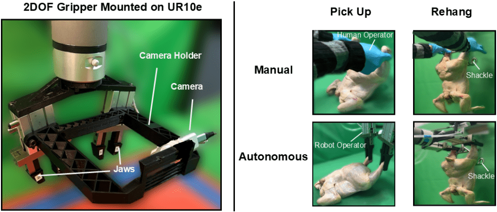 Chicken picking demonstration