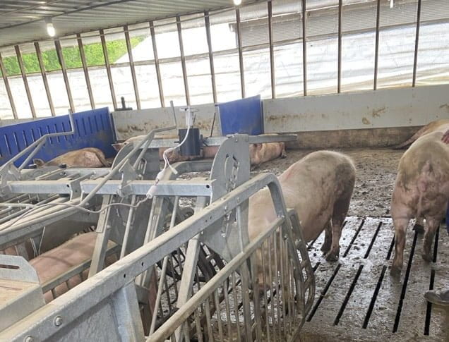 Animal monitoring system